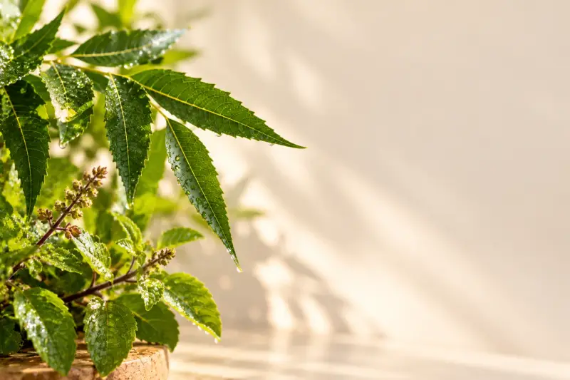 Fresh neem and tulsi leaves