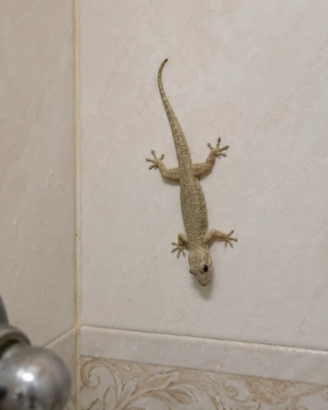 A house gecko clinging to a bathroom tile wall near a shower fixture, a common sighting Best Pest Care's lizard control treatment addresses
